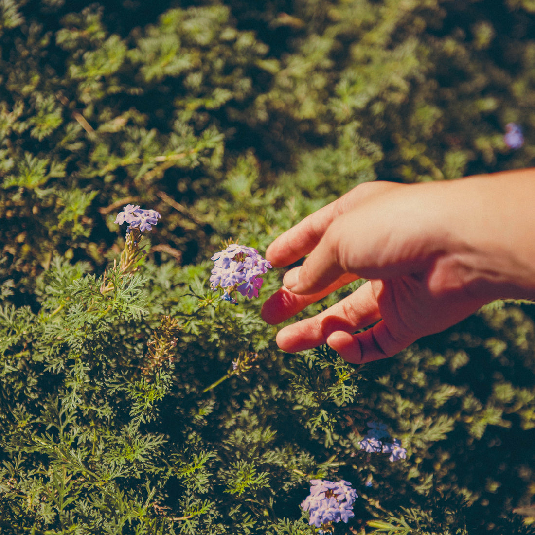 Comment respecter la nature lors de vos randonnées en montagne ?