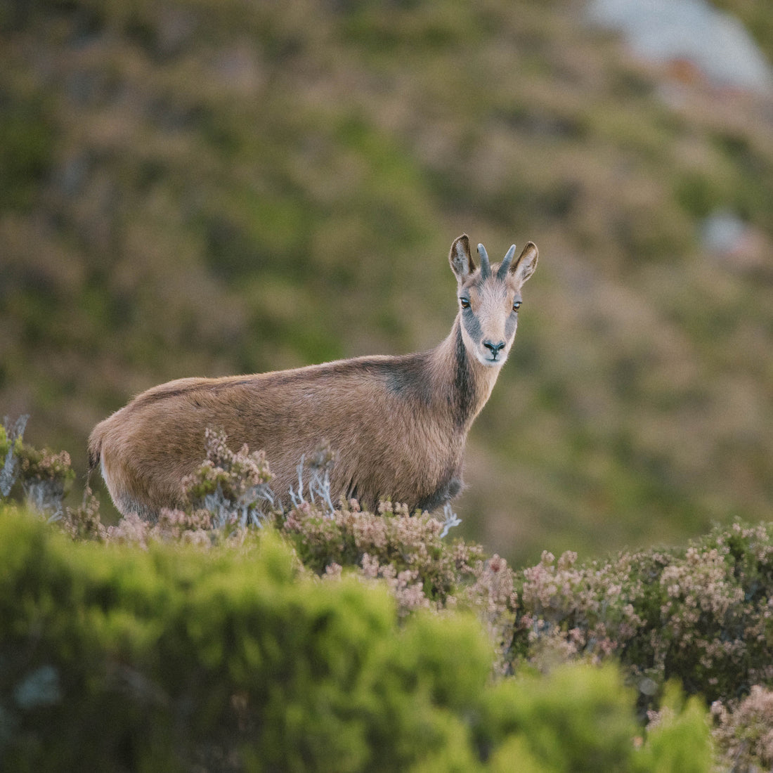 Les meilleurs spots pour observer la faune et la flore des Pyrénées